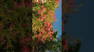 Summer holiday in Republic of Abkhaazia . Paradise Italy not Apsny