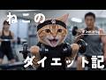 ムキムキに憧れたねこの1ヶ月