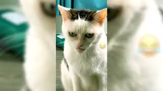 Why You Should Have A Cat Funny Cat And Animals Funny Cats 2023