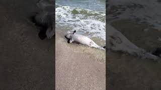 Дельфина Вынесло На Берег. Ейск, Азовское Море