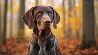 German Shorthaired Pointer An Overview of their Temperament