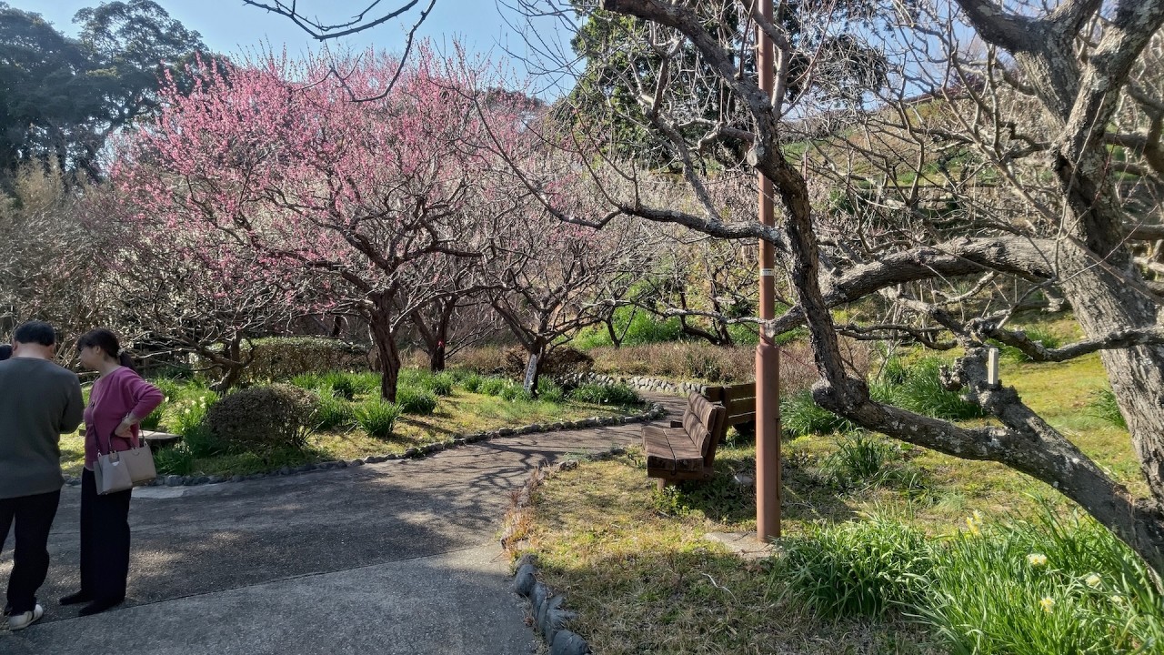 南房総散歩＿館山城山公園の梅