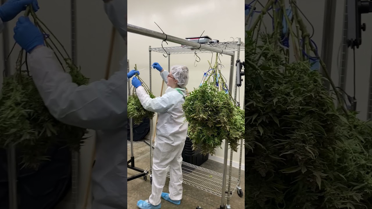 METRC Integrated CannaScale SPEEDS UP harvest day by 80%! Stay compliant and efficient w/ StashStock