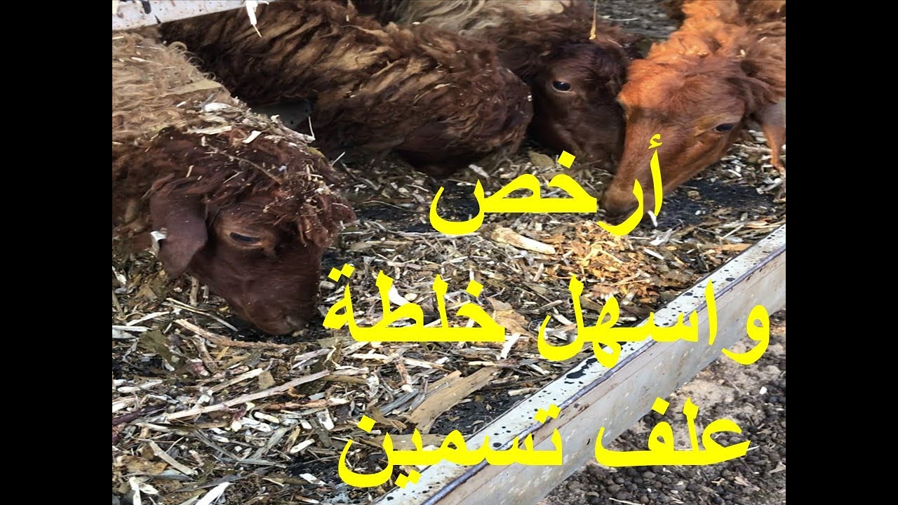 اسهل وارخص خلطة علف مشروع تسمين اغنام وماعز بأعلى نسبة بروتين الحلقة الثامنة Youtube
