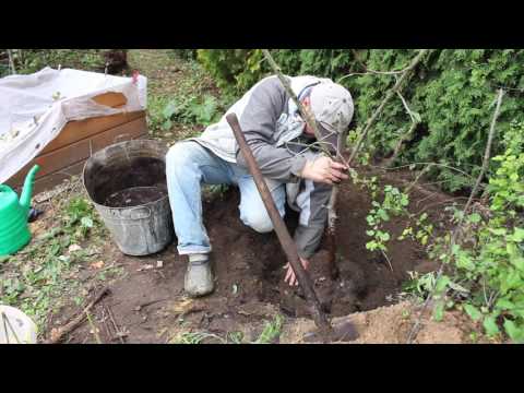 Video: Māla augsnes labošana: māla augsnes uzlabošana jūsu pagalmā