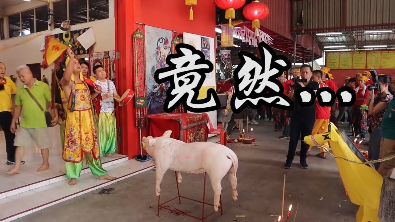 神诞 Vol . 51 】竟然用猪来拜。。。张公圣君 - YouTube