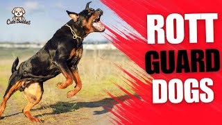 Discover Why Rottweilers Are Top Guard Dogs