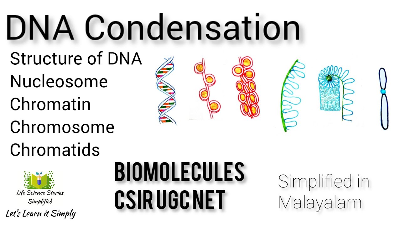 Structure of DNA | DNA condensation | csir ugc net life science ...
