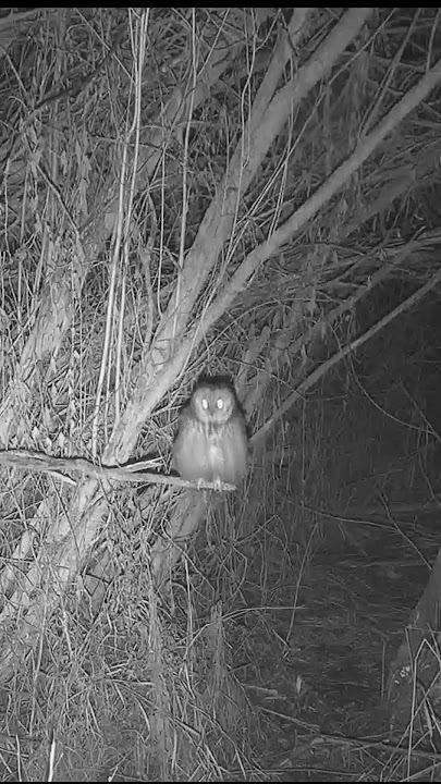 Night Vison on the Live Cams