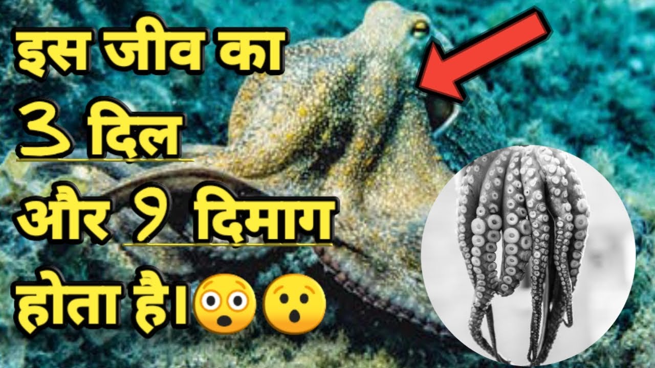 Kis jeev ka 3 Dil aur 9 dimag hota hai? Octopus facts Amazing facts