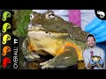 Grenouille ouaouaron gant dafrique grenouille pixie le meilleur amphibien de compagnie 