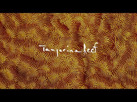 Tangerine Reef - an audiovisual album by Animal Collective & Coral Morphologic (Official Trailer)