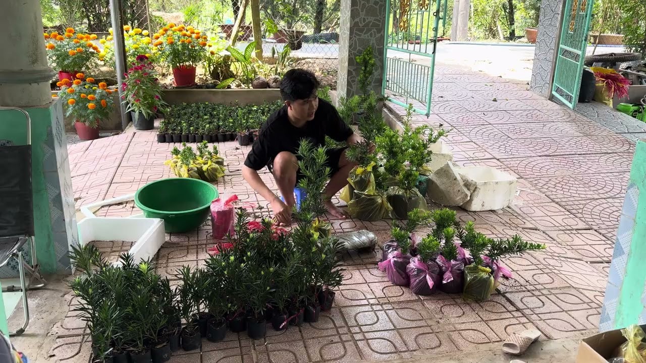 Tùng kim cương vạn niên tùng tùng vàng tài lộc LH 0963 962 940