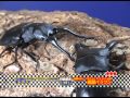 Palawan stag beetle vs giraffe stag beetle