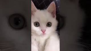 How To Make Any Cat Into A Grumpy Cat