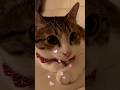 ぱっちりおめめを自慢してくる猫