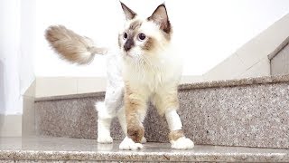 患上猫传腹第19天曾经瘫痪的猫咪终于靠自己的坚强走下了那道楼梯 李喜猫