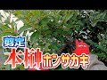 【植木】本榊の剪定【やきち流】