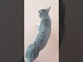 how I tamed a wild cat
