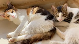 Cute kitten Wakeup in a Morning😻☀️😜 | Angle Leo by Angle Leo 415 views 3 months ago 21 seconds