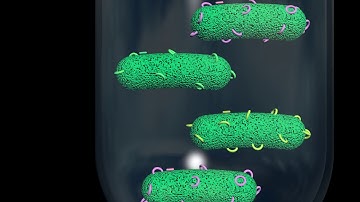 Antimicrobial Discovery Gets Put on Display / Cell Jan. 25, 2018 (Volume 172, Issue 3)