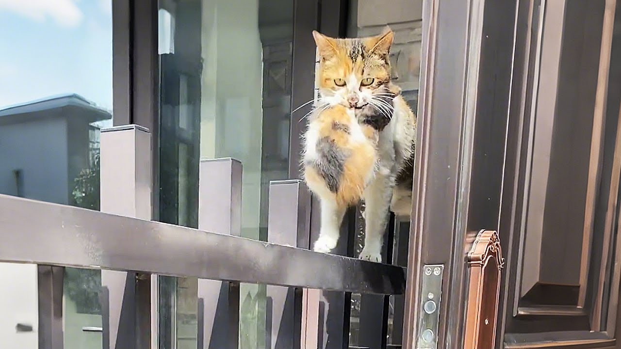 «У вас дома кошек не хватает? Держите, я вам парочку подарю!»