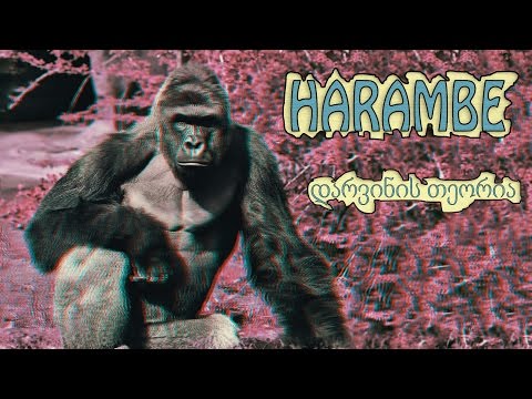 Harambe ( Pele ) - დარვინის თეორია (prod. by HaruTune)