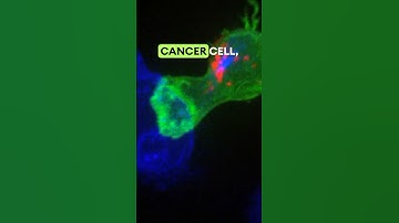 T CELL DESTROYS A CANCER CELL, IN REAL-TIME #science #biology #cancer