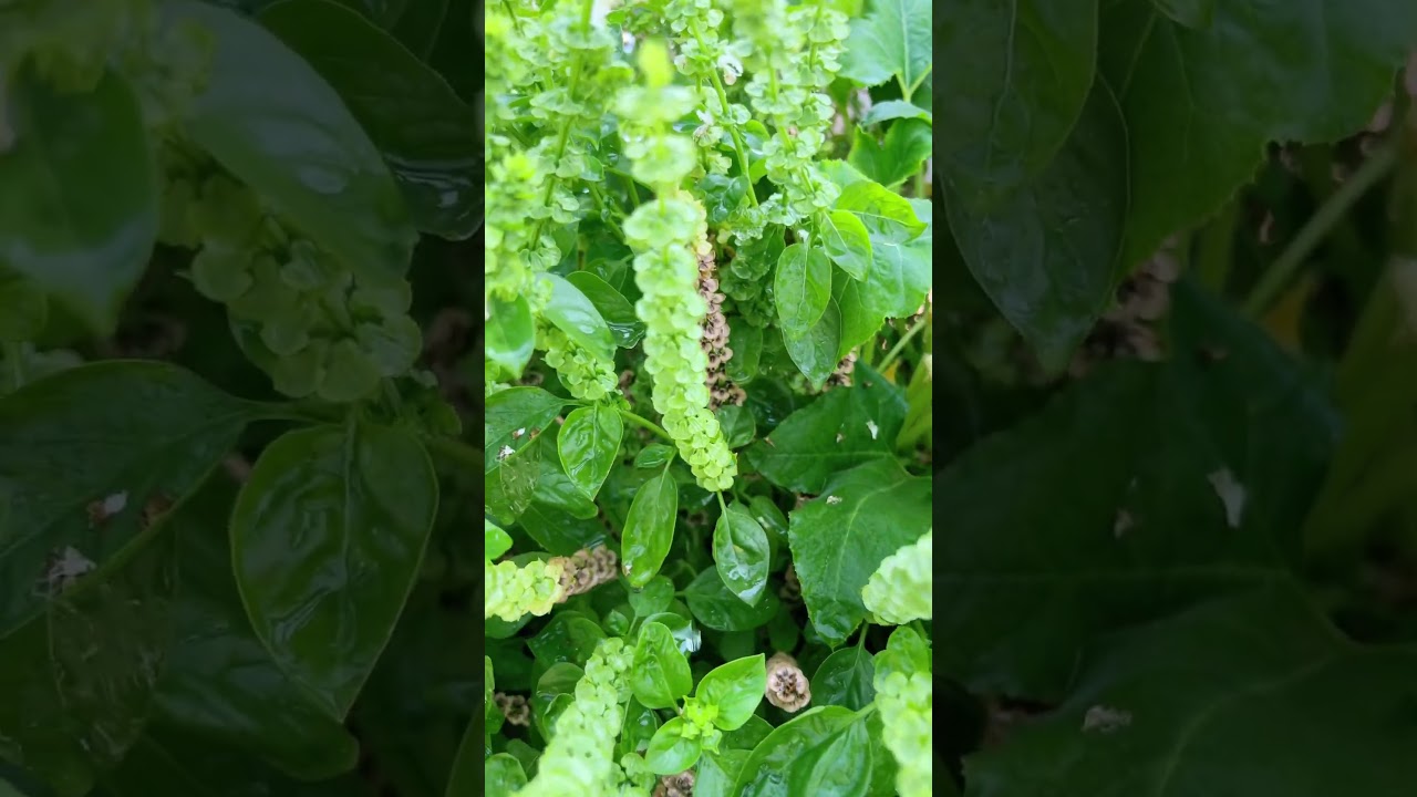 Basil’s Last Bloom 