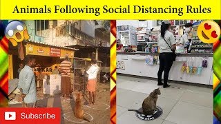 Animals Following Social Distancing Rules