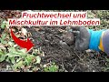 Fruchtwechsel und Mischkultur im Lehmboden