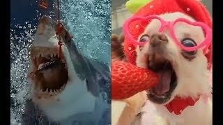 Top Fun Animals - Самые забавные и милые животные Top Fun Animals - Самые забавные и милые животные