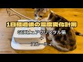 1日経過後の温度検証　自動給水器&ヒーター　GEXピュアクリスタル猫&ヌルーミィ　マンチカン子猫　生後5ヶ月