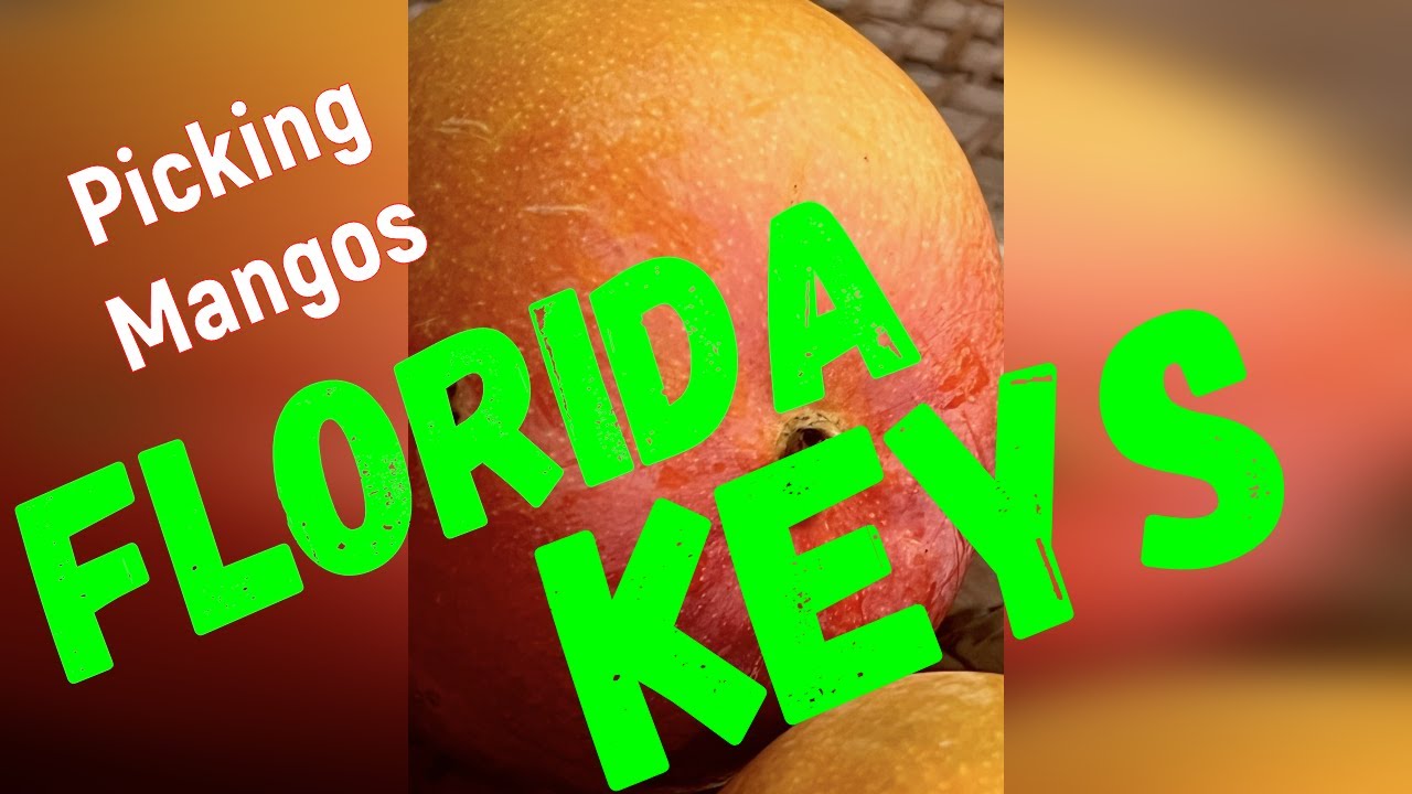 picking mangoes in the FL Keys YouTube