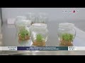 Green Universitetida sog‘lom ko‘chatlar yetishtirish uchun yangi laboratoriyalar ochildi