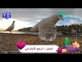 مونتاج يوم التطوعي العالمي سقي الماء اداء الطالبة أحلام الزعيم نشيد اسقي طيرا مونتاج يوم التطوعي العالمي سقي الماء اداء الطالبة أحلام الزعيم نشيد اسقي طيرا