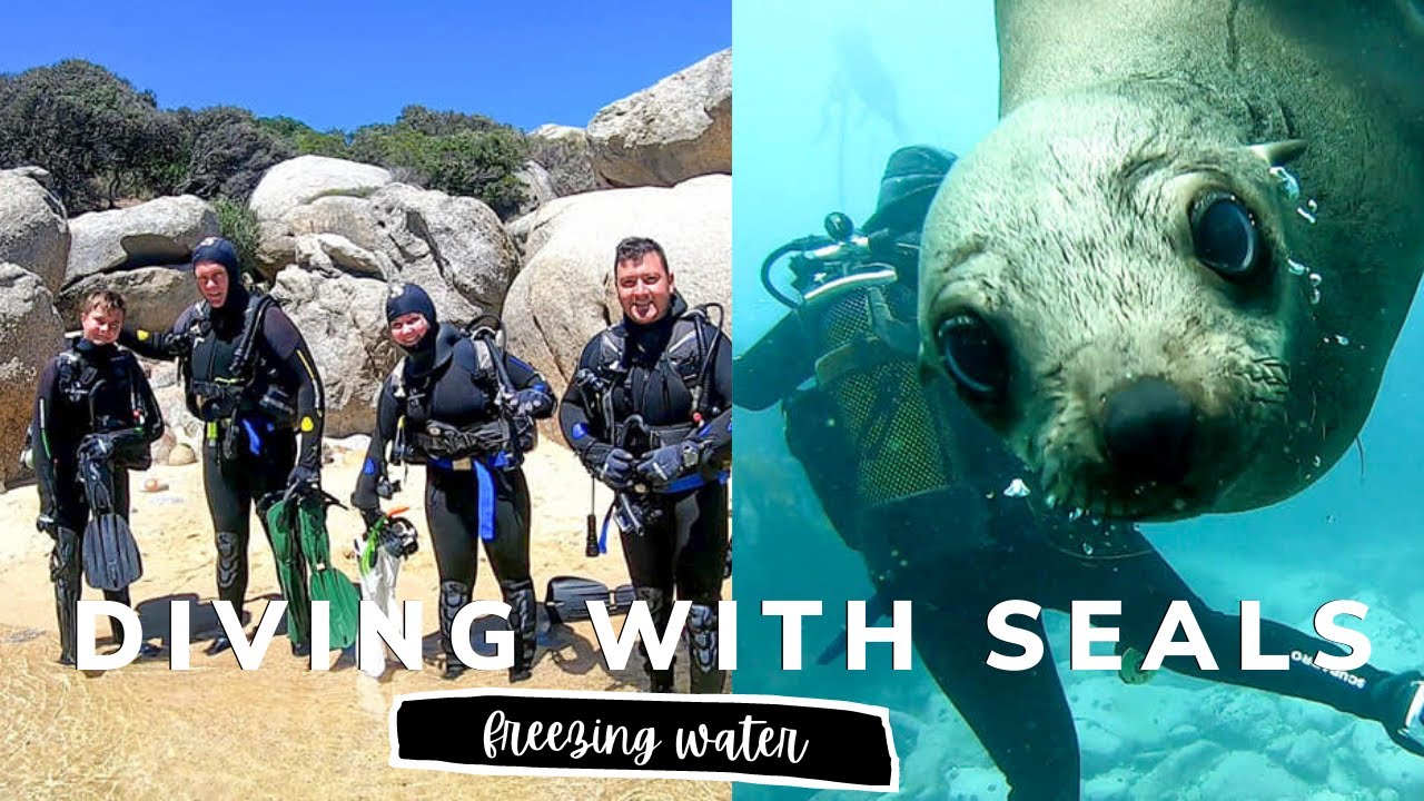 DIVING IN FREEZING WATER | DIVE CAPE TOWN