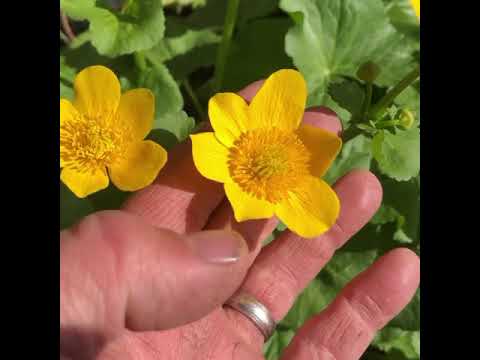 Video: Marsh marigold: description and properties of the plant. When marigold blooms