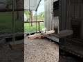 Afternoon Chicken Swing