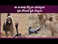 #telugufacts  ఈ జంతువు పులిని సింహాన్ని కూడా ఎదిరిస్తుంది #shorts
