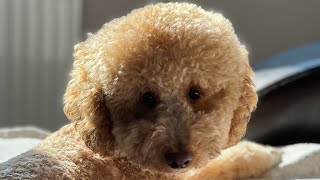 Капуч после купания | Осторожно, это видео вызывает нежные чувства #poodle