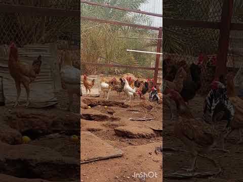 سويت تجربة علمية على الدجاج و الديك كنت متوقع ان الديك راح يتصارع دعاء صياح الديكة دجاج ديك مصر