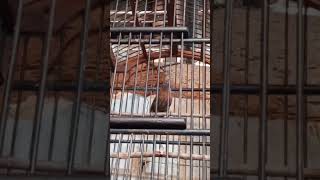 Download Lagu TEPUS PALA ABU ABU GACOR PANCINGAN BURUNG BAHAN MP3 Download Lagu TEPUS PALA ABU ABU GACOR PANCINGAN BURUNG BAHAN MP3