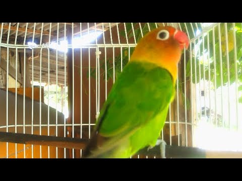 Buktikan kalau Lovebird anda FIGHTER dan GAK MACET BUNYI dengan