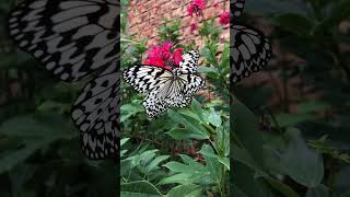 Butterfly’s Galore