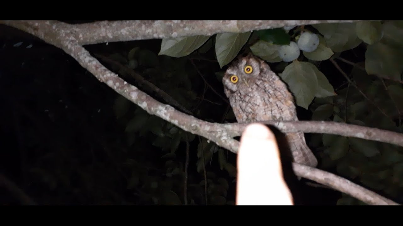 Pareja de Alilicucú común (Megascops choliba) | Tropical Screech Owl