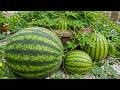 🍉How to grow watermelon from seed at home