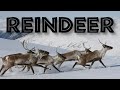 Reindeer: Adaptations and Cultural Significance