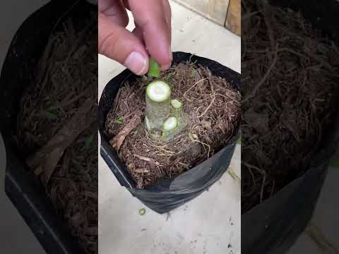 Vídeo: Preservando pétalas de rosa - Aprenda a fazer contas de rosa a partir de plantas