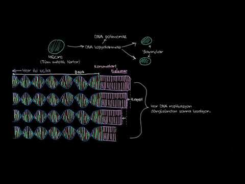 Telomerler ve Hücre Yaşlanması (Hücresel Senesens) (Biyoloji / Hücreler)